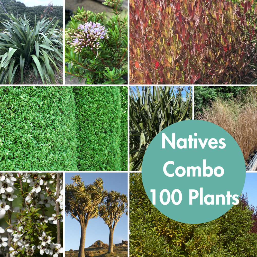 Native Combo 100 Plants